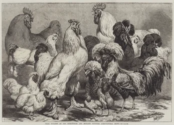 Prijsgevogelte op de Birmingham en Midland Counties Landbouwshow